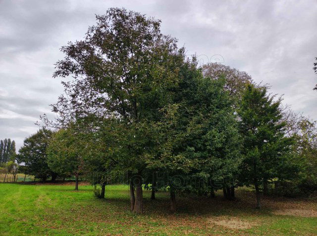 Eladó telek, Nemesbükön 10.9 M Ft / költözzbe.hu