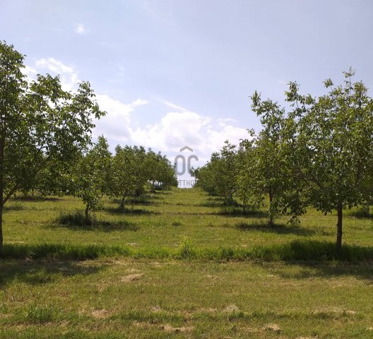 Eladó mezogazdasagi ingatlan, Pakson 49.9 M Ft