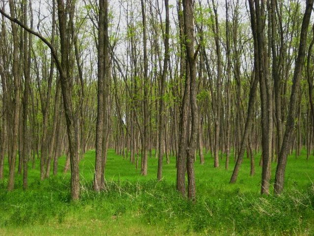 Eladó mezogazdasagi ingatlan, Csengelén 340 M Ft