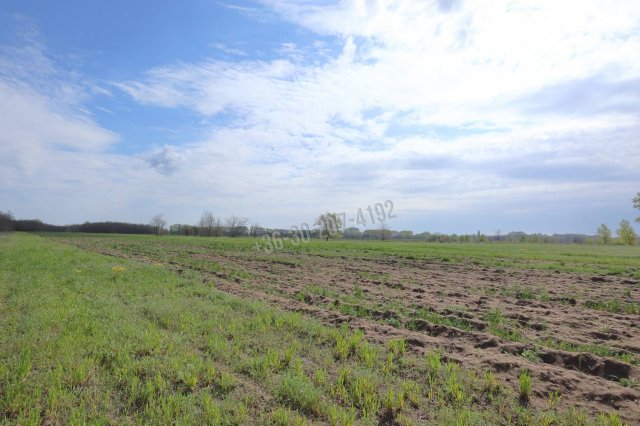 Eladó mezogazdasagi ingatlan, Szatymazon 4.8 M Ft