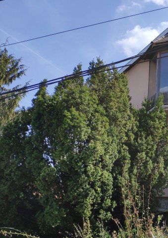 Kiadó családi ház, albérlet, Budaörsön 350 E Ft / hó