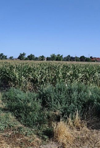 Eladó mezogazdasagi ingatlan, Szigetszentmiklóson 60 M Ft