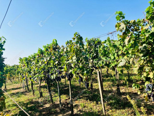 Eladó telek, Alsópáhokon 10.5 M Ft / költözzbe.hu