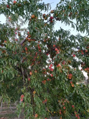 Eladó telek, Alsópáhokon 10.5 M Ft / költözzbe.hu