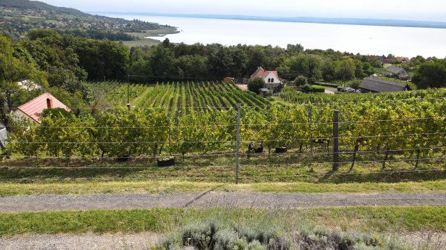 Eladó telek, Badacsonytomajon 60 M Ft / költözzbe.hu