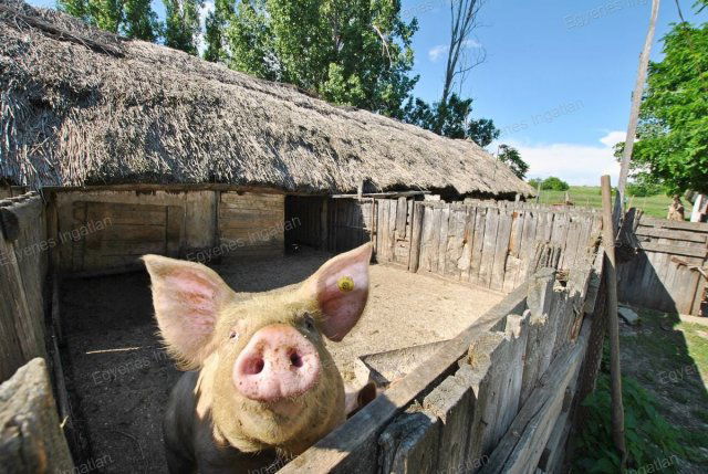 Eladó telek, Nagytarcsán 184 M Ft / költözzbe.hu
