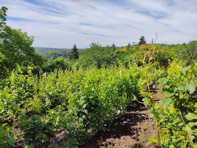 Eladó mezogazdasagi ingatlan, Miskolcon 2.99 M Ft