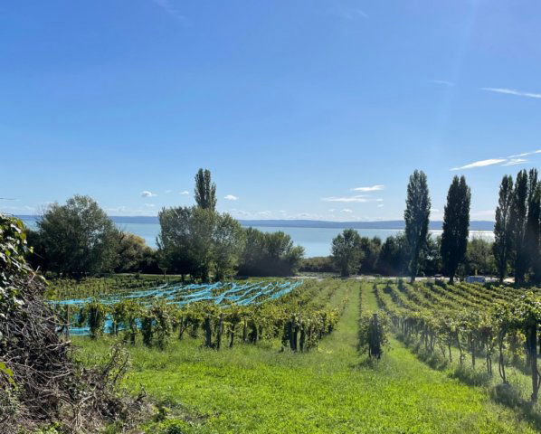 Eladó mezogazdasagi ingatlan, Balatonszepezden 4 M Ft