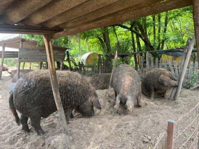 Eladó mezogazdasagi ingatlan, Szentkirályon 150 M Ft, 3 szobás