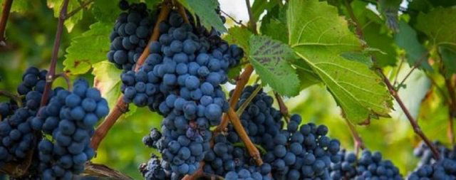 Eladó mezogazdasagi ingatlan, Tihanyban 4.79 M Ft