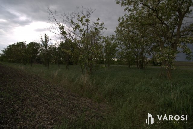 Eladó mezogazdasagi ingatlan, Tótkomlóson 0.07 M Ft