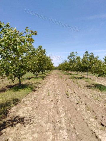 Eladó mezogazdasagi ingatlan, Somogytúron 34.9 M Ft