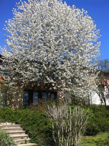 Eladó családi ház, Pécelen 208 M Ft, 7 szobás