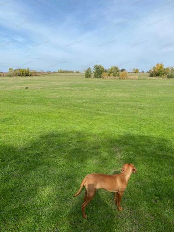 Eladó mezogazdasagi ingatlan, Lajosmizsén 205 M Ft, 22+4 szobás