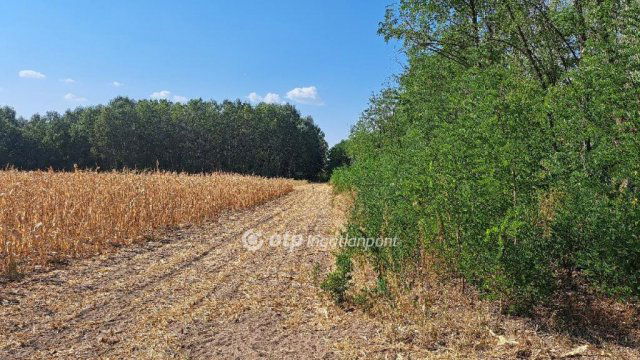 Eladó mezogazdasagi ingatlan, Tiszaalpáron 4.5 M Ft