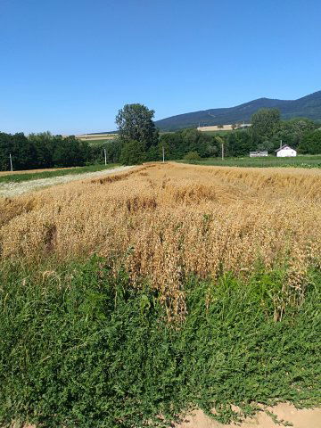 Eladó telek, Nagybörzsönyön 9.99 M Ft / költözzbe.hu