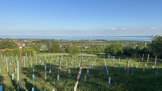 Eladó telek, Lovason 84 M Ft / költözzbe.hu