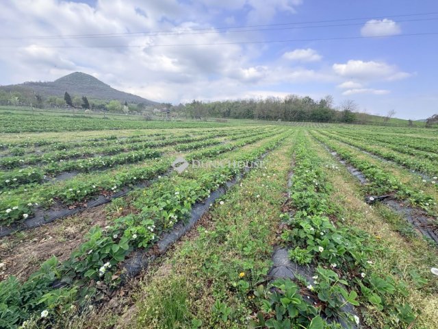 Eladó telek, Badacsonytomajon 150 M Ft / költözzbe.hu