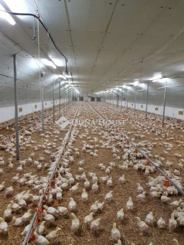 Eladó mezogazdasagi ingatlan, Mátyásdombon 225 M Ft