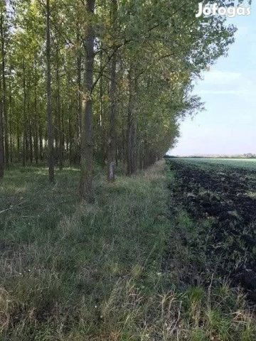 Eladó mezogazdasagi ingatlan, Sarkadkeresztúron 8.5 M Ft