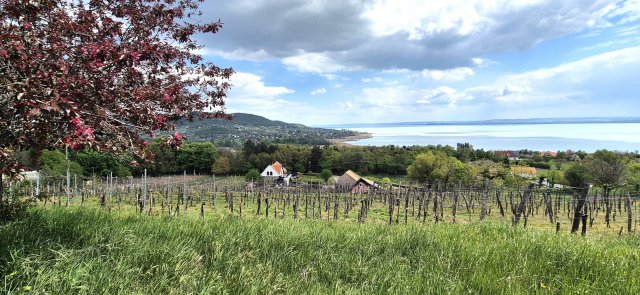 Eladó nyaraló, Badacsonytomajon 66.5 M Ft, 2 szobás