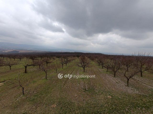 Eladó mezogazdasagi ingatlan, Tökön 73 M Ft