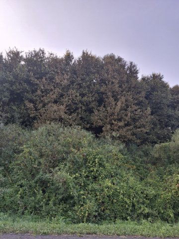 Eladó mezogazdasagi ingatlan, Szuhogyon 96 M Ft