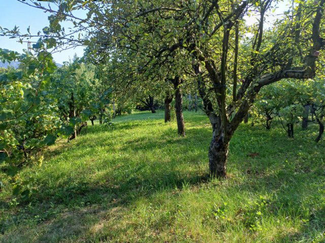 Eladó családi ház, Pilisvörösváron 49.9 M Ft