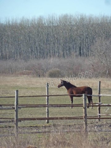 Eladó mezogazdasagi ingatlan, Papkeszin 95 M Ft