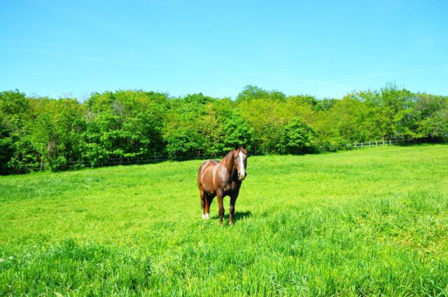 Eladó mezogazdasagi ingatlan, Siófokon 430 M Ft