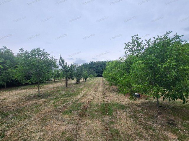 Eladó mezogazdasagi ingatlan, Mándon 21 M Ft