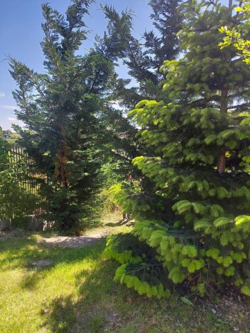 Eladó telek, Szigetszentmiklóson, Virág közben 49.8 M Ft