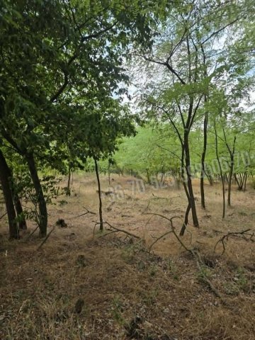 Eladó mezogazdasagi ingatlan, Mikebudán 3.8 M Ft