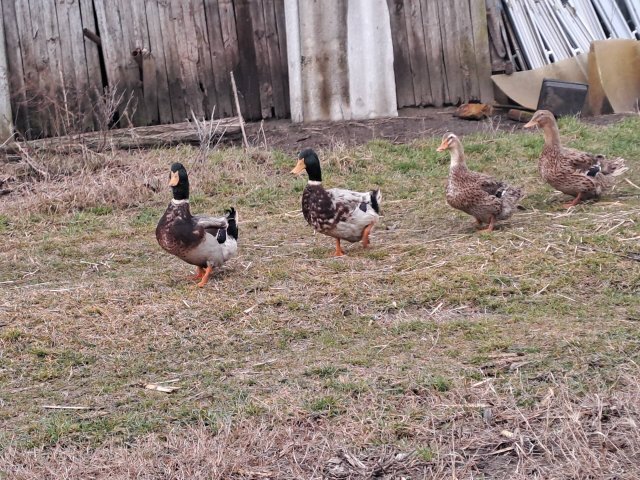 Eladó mezogazdasagi ingatlan, Debrecenben 149.9 M Ft, 2 szobás