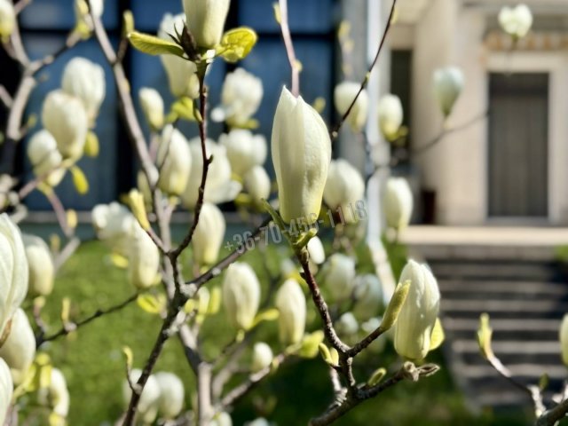 Eladó családi ház, Budapesten, XII. kerületben 820 M Ft