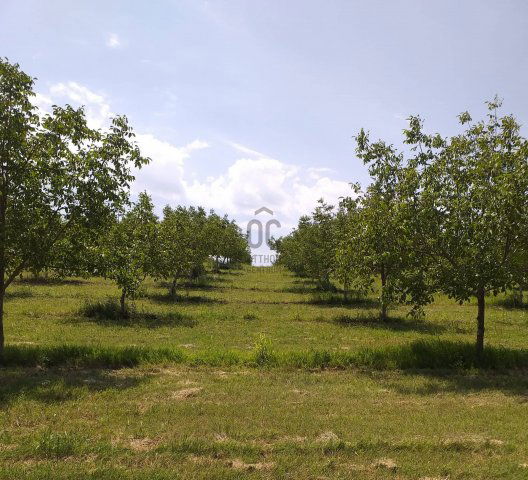 Eladó mezogazdasagi ingatlan, Pakson 50.343 M Ft