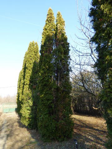 Eladó családi ház, Tóalmáson 19.9 M Ft, 3 szobás