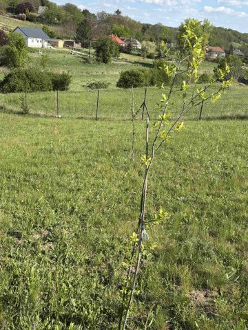 Eladó telek, Nagyberényen 15.9 M Ft / költözzbe.hu