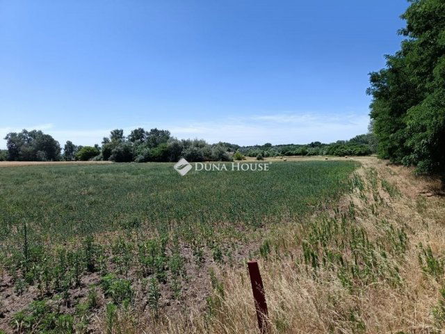 Eladó mezogazdasagi ingatlan, Szegeden 16 M Ft