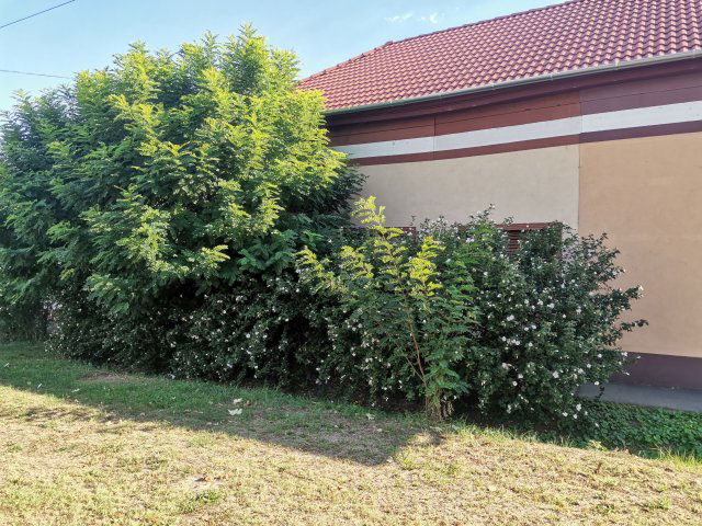 Eladó családi ház, Tiszakécskén 34.5 M Ft, 2+1 szobás