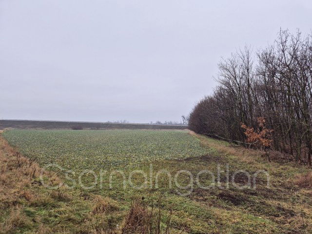 Eladó mezogazdasagi ingatlan, Babóton 10.5 M Ft