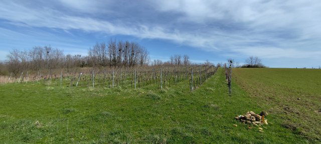 Eladó mezogazdasagi ingatlan, Zalaszentgróton 3 M Ft