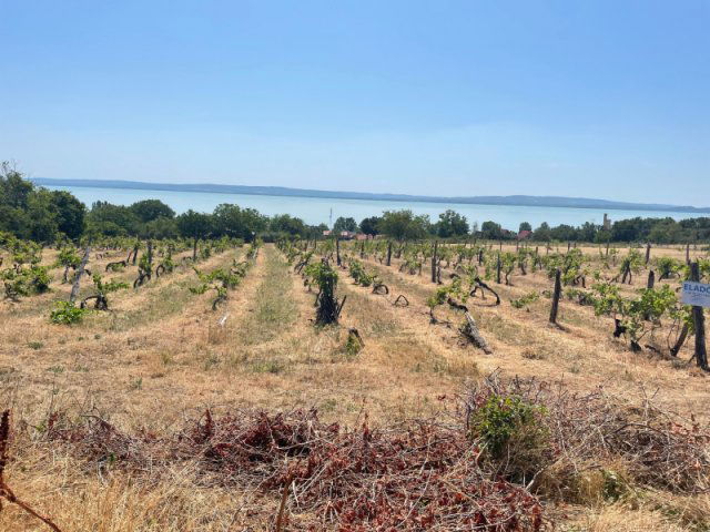 Eladó telek, Balatonszepezden 82.5 M Ft / költözzbe.hu