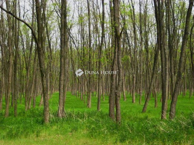 Eladó telek, Lakitelken 8.2 M Ft / költözzbe.hu