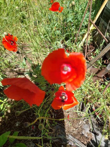 Eladó telek, Szigetszentmiklóson, Eperfa utcában 49.8 M Ft