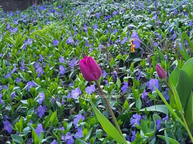 Eladó családi ház, Zamárdiban 115 M Ft, 6+2 szobás