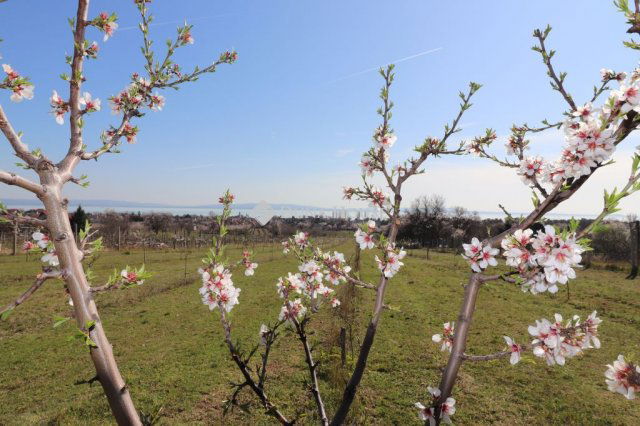 Eladó telek, Balatonakaliban 39.9 M Ft / költözzbe.hu