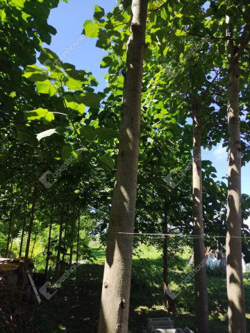 Eladó nyaraló, Küngösön 64.9 M Ft, 5 szobás