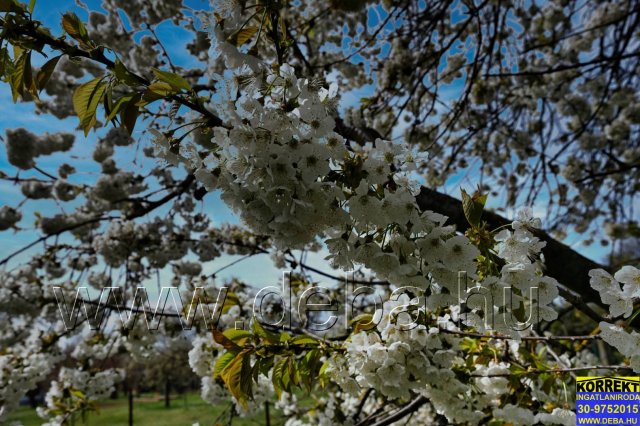 Eladó telek, Balatonlelleén 67.9 M Ft / költözzbe.hu