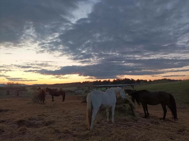 Eladó mezogazdasagi ingatlan, Fóton 149 M Ft
